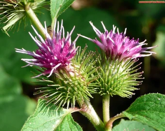 Burdock Seeds – Long-Rooted Arctium Lappa Variety for Home Gardening - Image 5