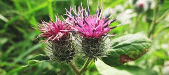 Burdock Seeds – Long-Rooted Arctium Lappa Variety for Home Gardening - Image 6