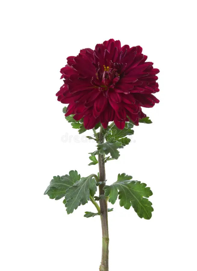Burgundy Aster Flower Seeds ,Rich Velvety Blooms, Easy to Grow, Non-GMO