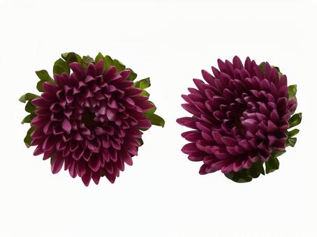 Burgundy Aster Flower Seeds ,Rich Velvety Blooms, Easy to Grow, Non-GMO - Image 2
