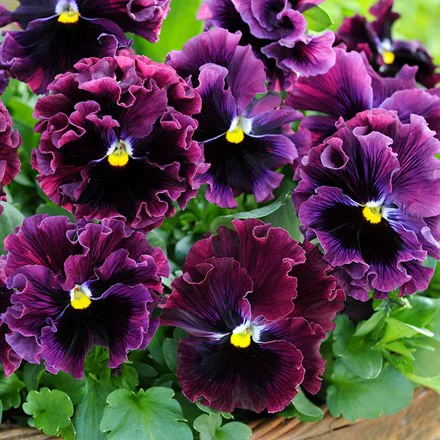 Burgundy Pansy Flower Seeds, Rich Velvety Blooms, Easy to Grow, Non-GMO - Image 2