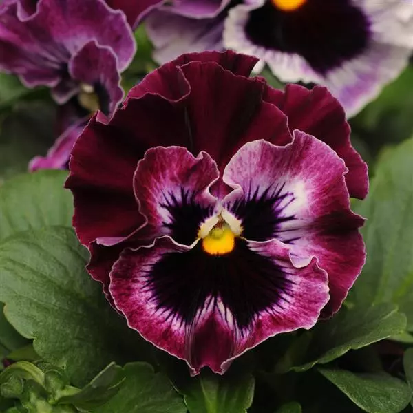 Burgundy Pansy Flower Seeds, Rich Velvety Blooms, Easy to Grow, Non-GMO - Image 3