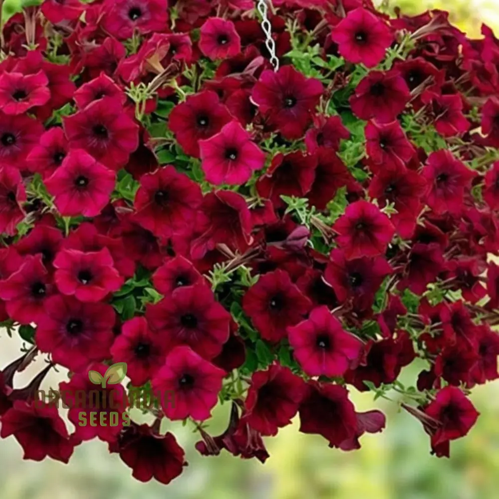 Burgundy Petunia Flower Seeds - Richly Colored Blooms for Sophisticated Garden Elegance