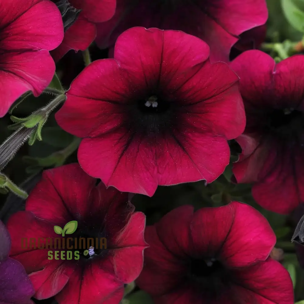 Burgundy Petunia Flower Seeds - Richly Colored Blooms for Sophisticated Garden Elegance - Image 3