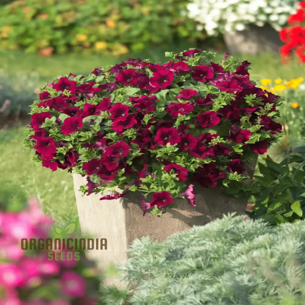 Burgundy Petunia Flower Seeds - Richly Colored Blooms for Sophisticated Garden Elegance - Image 4