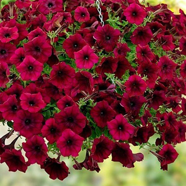 Burgundy Petunia Seeds – Rich, Elegant Blooms for Gardens & Hanging Baskets - Image 2