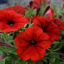 Burgundy Petunia Seeds – Rich, Elegant Blooms for Gardens & Hanging Baskets - Image 6