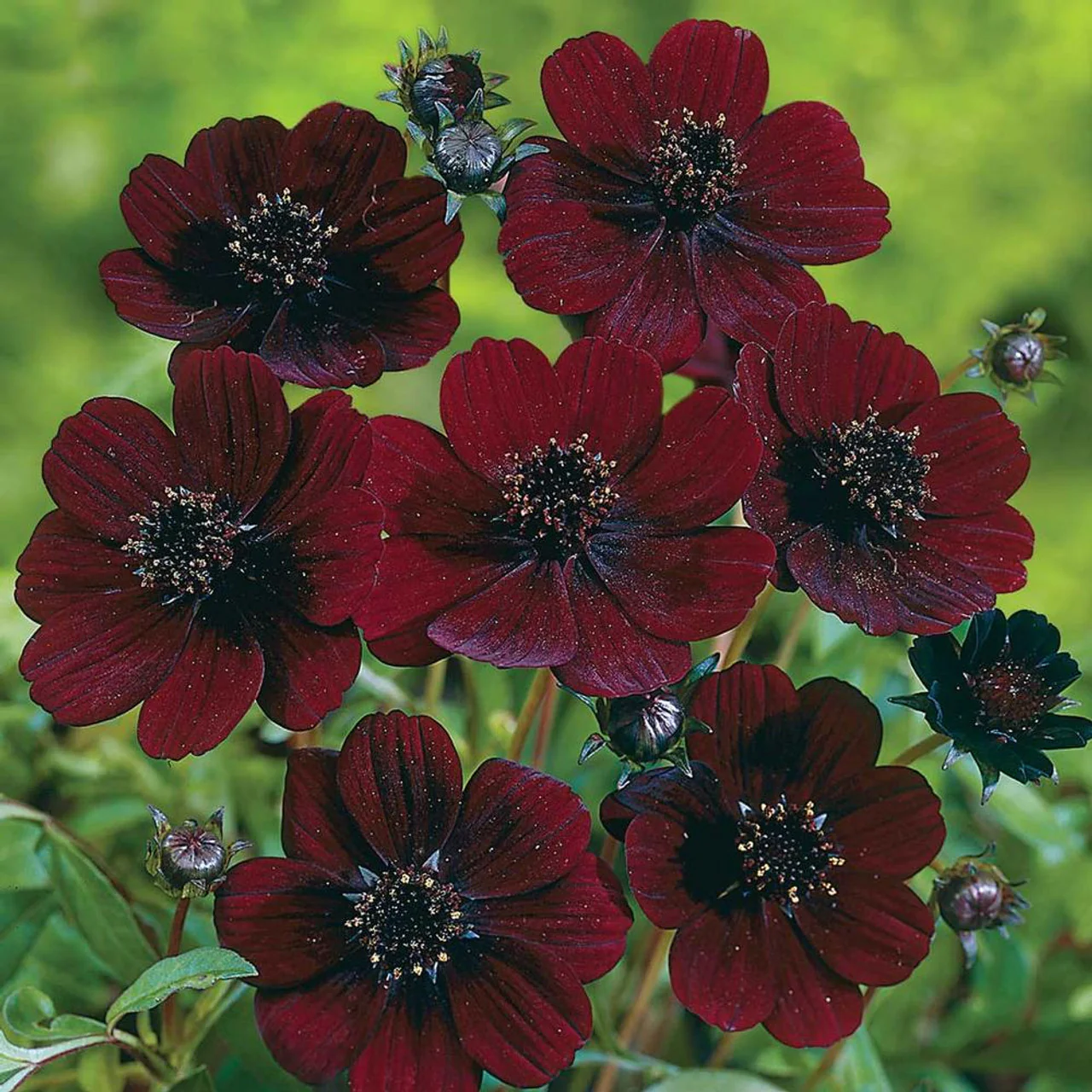 Burgundy Red Cosmos Flower Seeds – Rich Velvety Blooms for Garden Planting