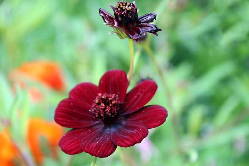 Burgundy Red Cosmos Flower Seeds – Rich Velvety Blooms for Garden Planting - Image 2