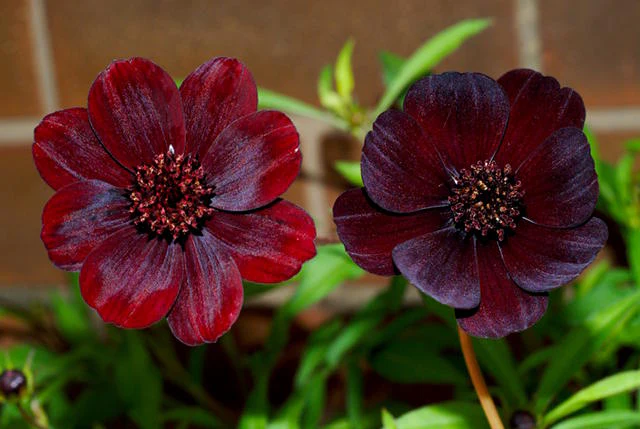 Burgundy Red Cosmos Flower Seeds – Rich Velvety Blooms for Garden Planting - Image 3