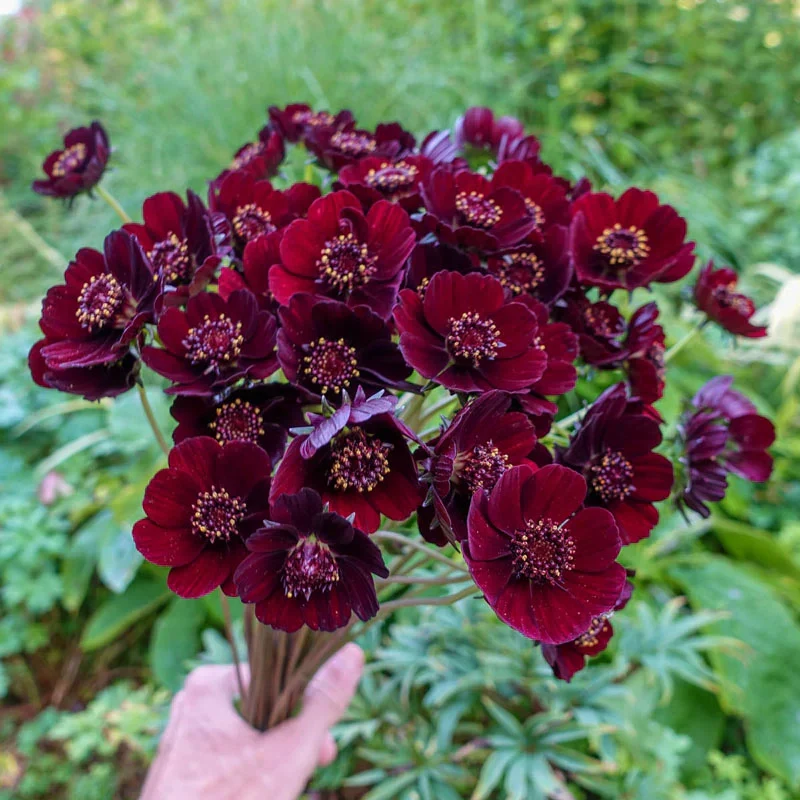 Burgundy Red Cosmos Flower Seeds – Rich Velvety Blooms for Garden Planting - Image 4