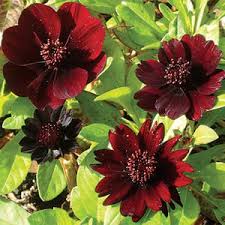 Burgundy Red Cosmos Flower Seeds – Rich Velvety Blooms for Garden Planting - Image 5
