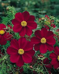 Burgundy Red Cosmos Flower Seeds – Rich Velvety Blooms for Garden Planting - Image 6