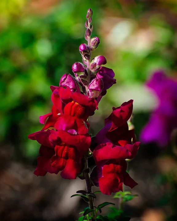 Burgundy Red Snapdragon Flower Seeds,Deep, Elegant Blooms for Your Garden - Image 3