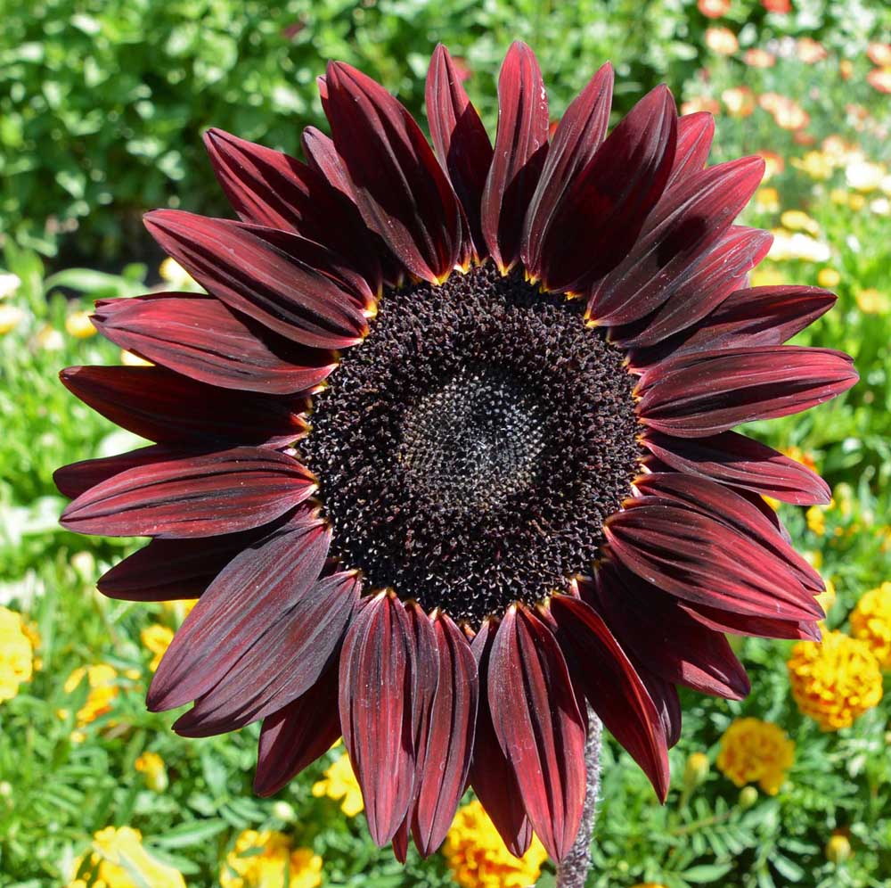 Burgundy with Black Center Sunflower Seeds โ Bold, Dark Blooms for Gardens