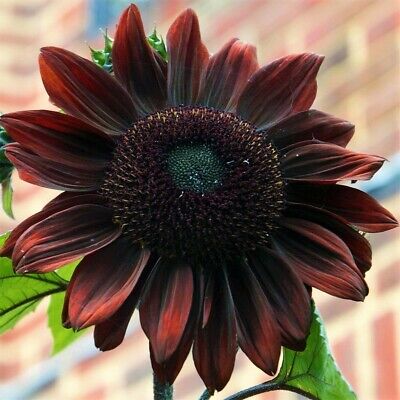 Burgundy with Black Center Sunflower Seeds โ Bold, Dark Blooms for Gardens - Image 2