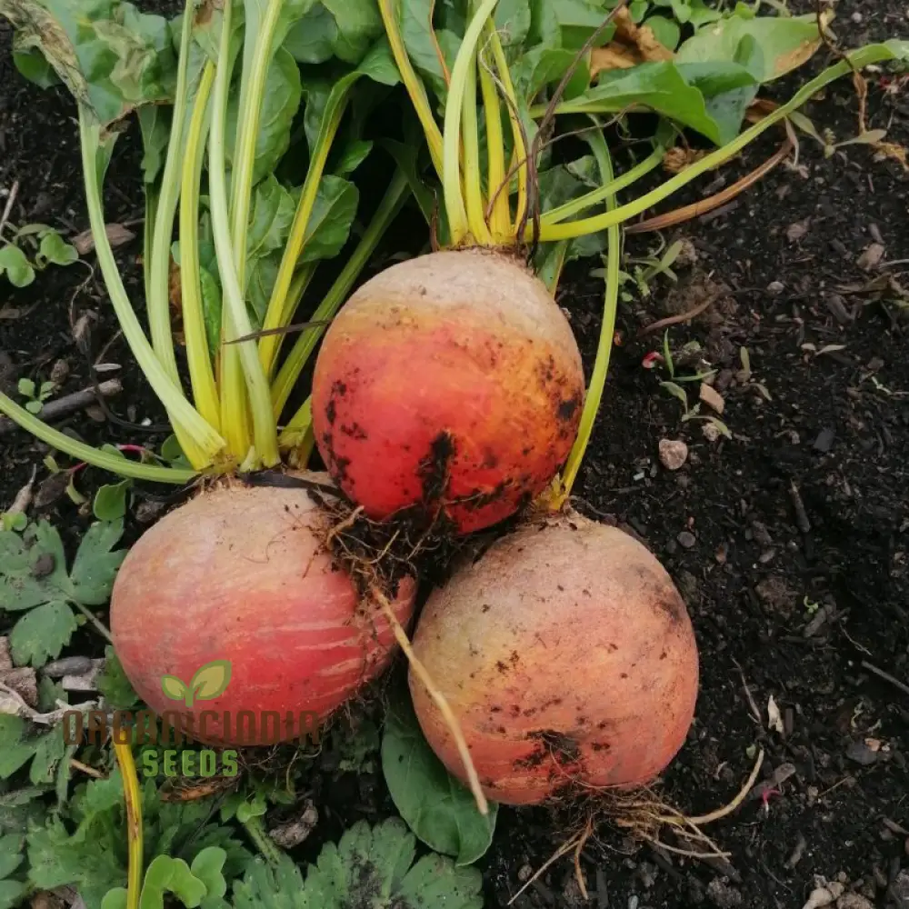 Burpee's Golden Beetroot Seeds: Premium Organic Heirloom Varietal for Vibrant Gardens and Bountiful Harvests