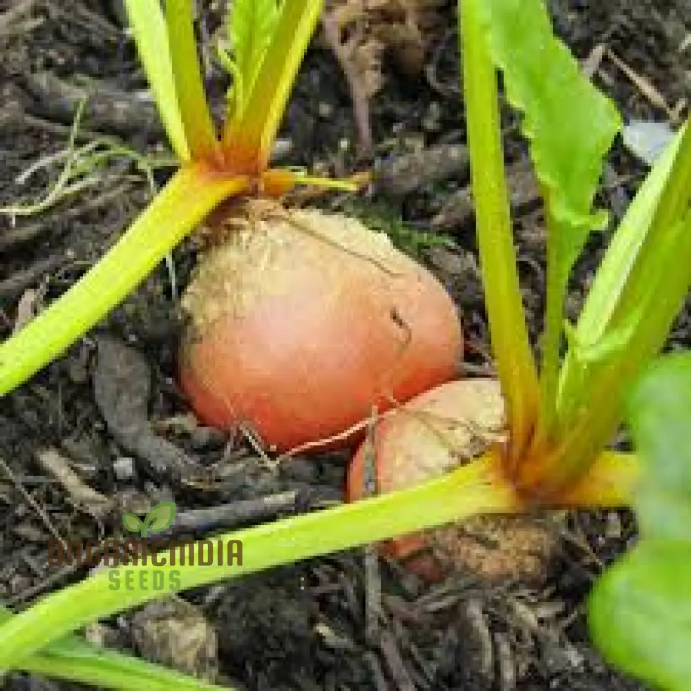 Burpee's Golden Beetroot Seeds: Premium Organic Heirloom Varietal for Vibrant Gardens and Bountiful Harvests - Image 3