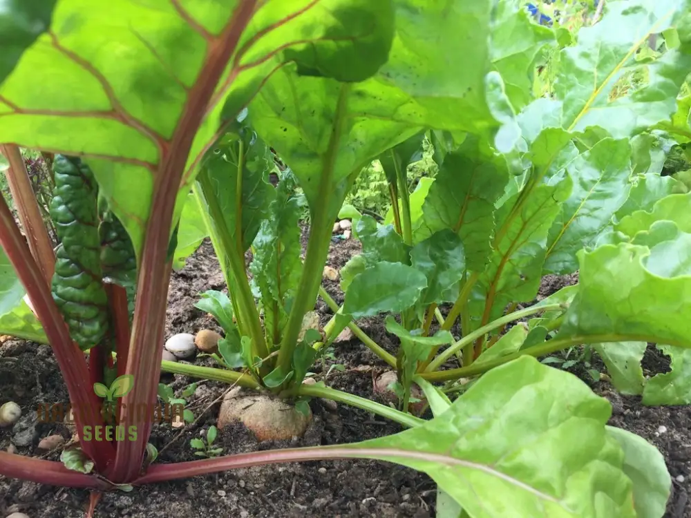 Burpee's Golden Beetroot Seeds: Premium Organic Heirloom Varietal for Vibrant Gardens and Bountiful Harvests - Image 4