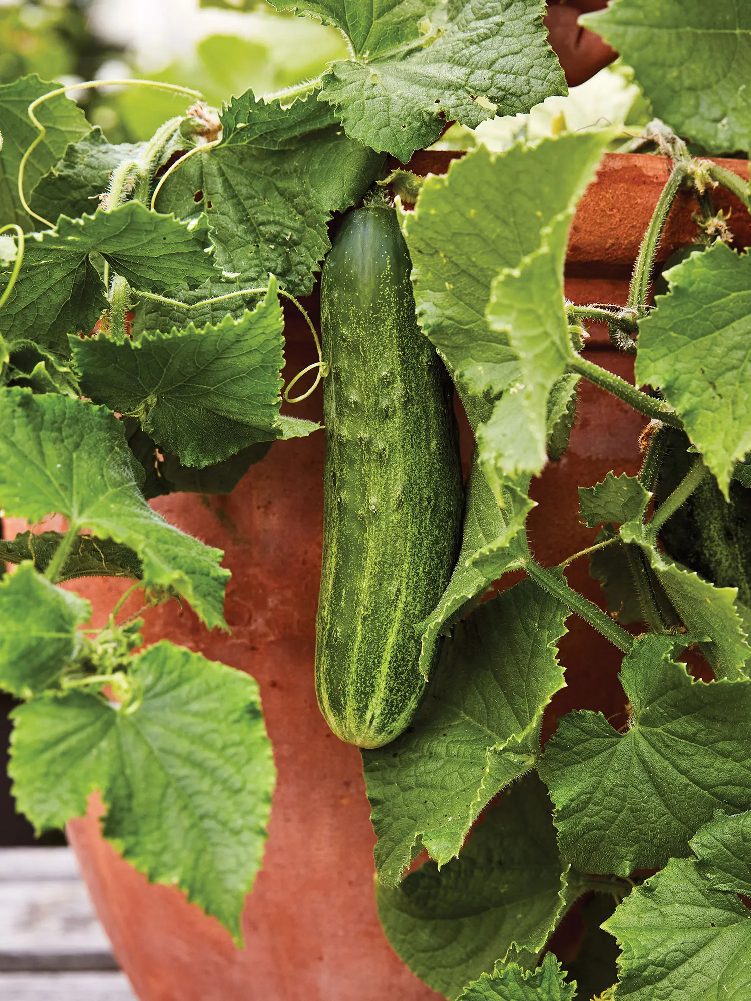Bush Champion Cucumber Seeds – Compact, High-Yield, Heirloom Variety - Image 4