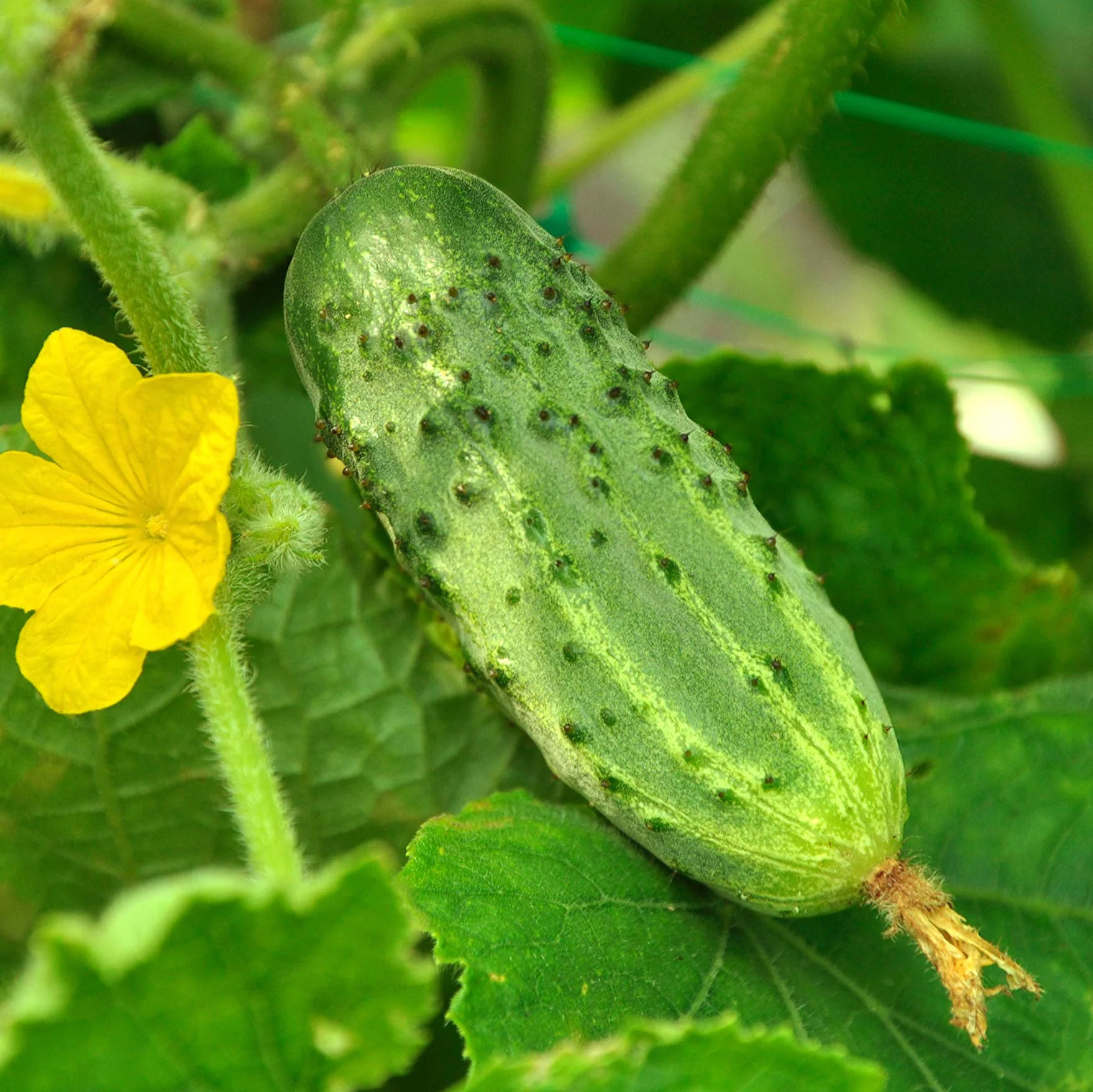 Bush Pickle Cucumber Seeds – Compact, High-Yield, Crisp & Delicious