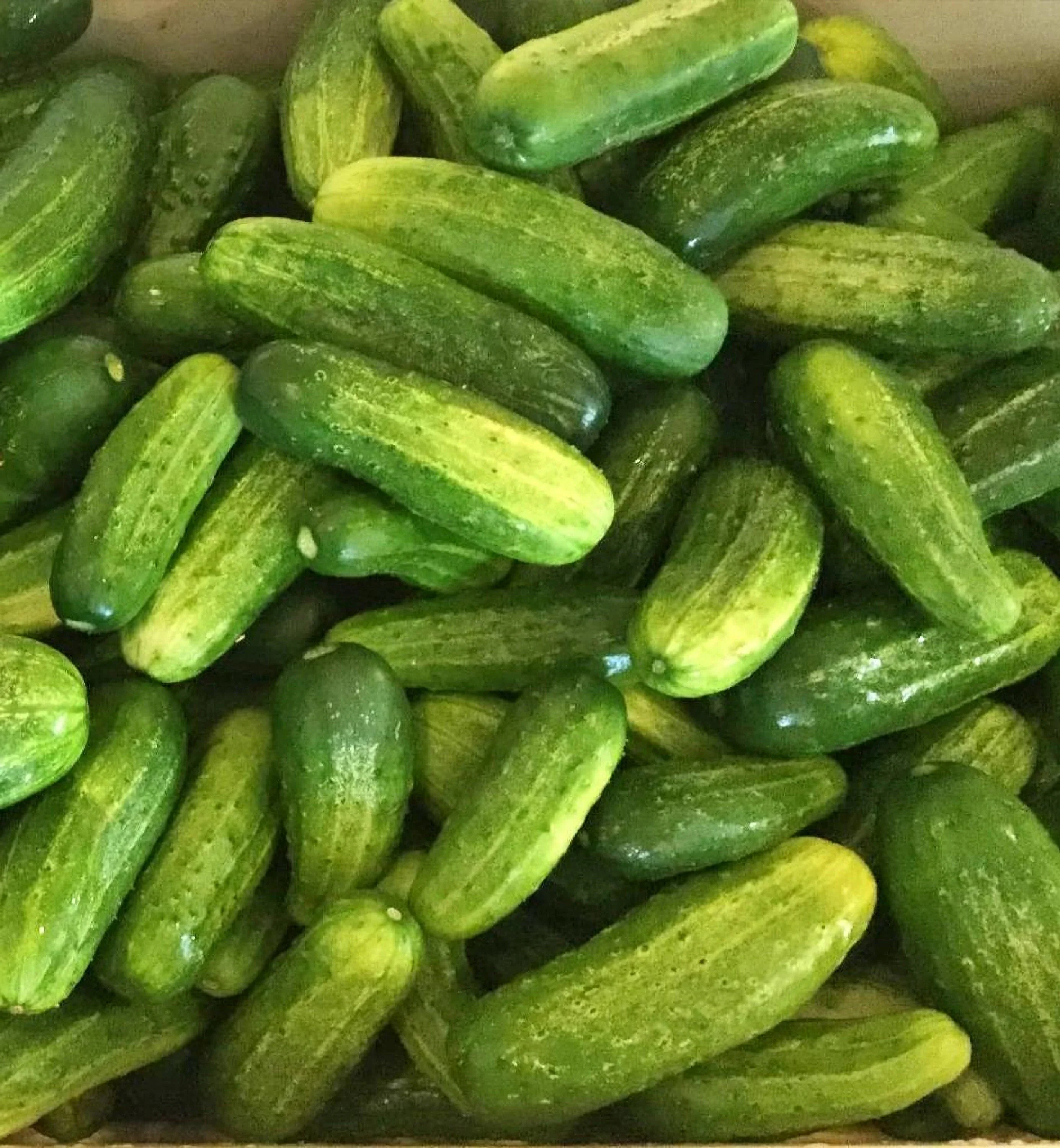 Bush Pickle Cucumber Seeds – Compact, High-Yield, Crisp & Delicious - Image 2