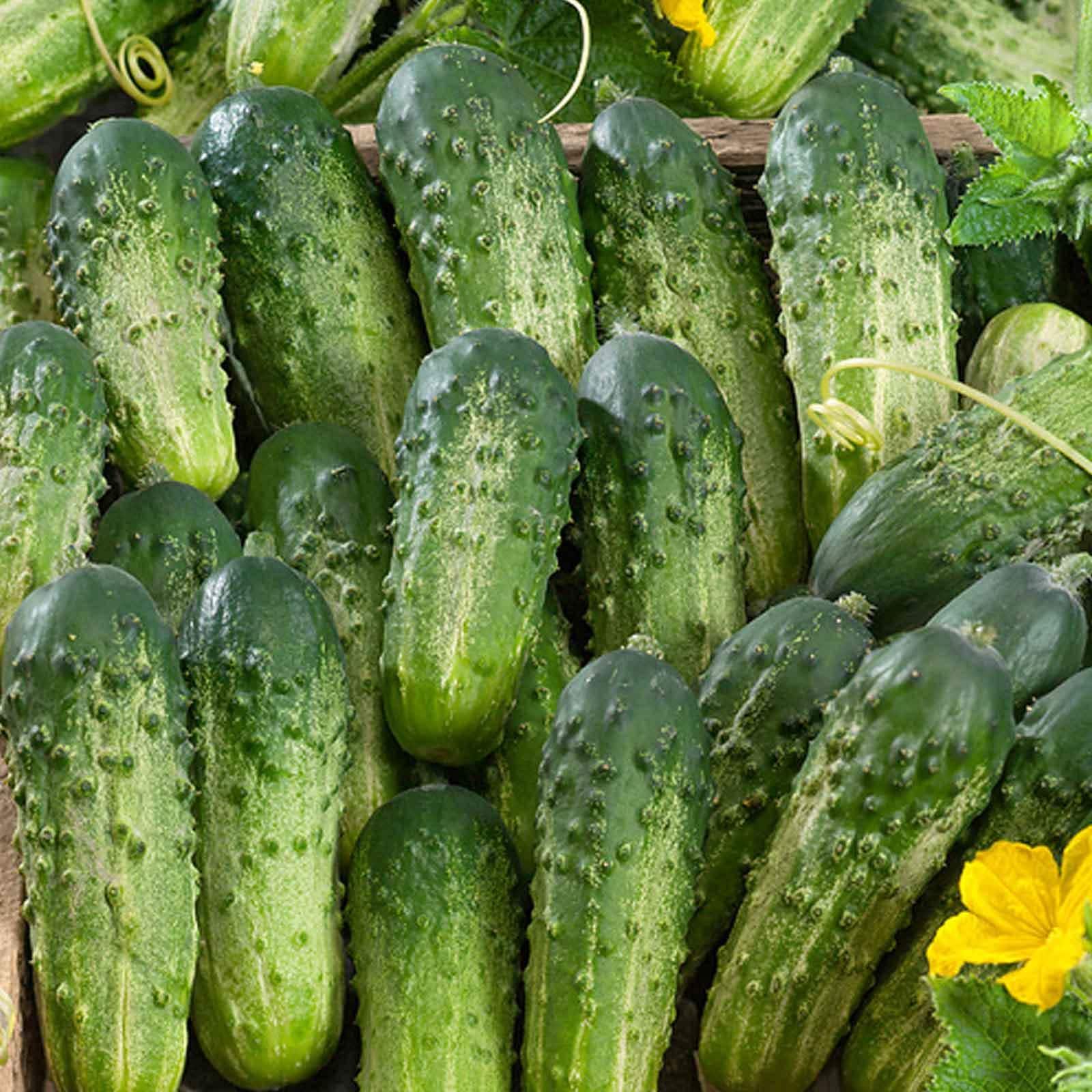 Bush Pickle Cucumber Seeds – Compact, High-Yield, Crisp & Delicious - Image 3