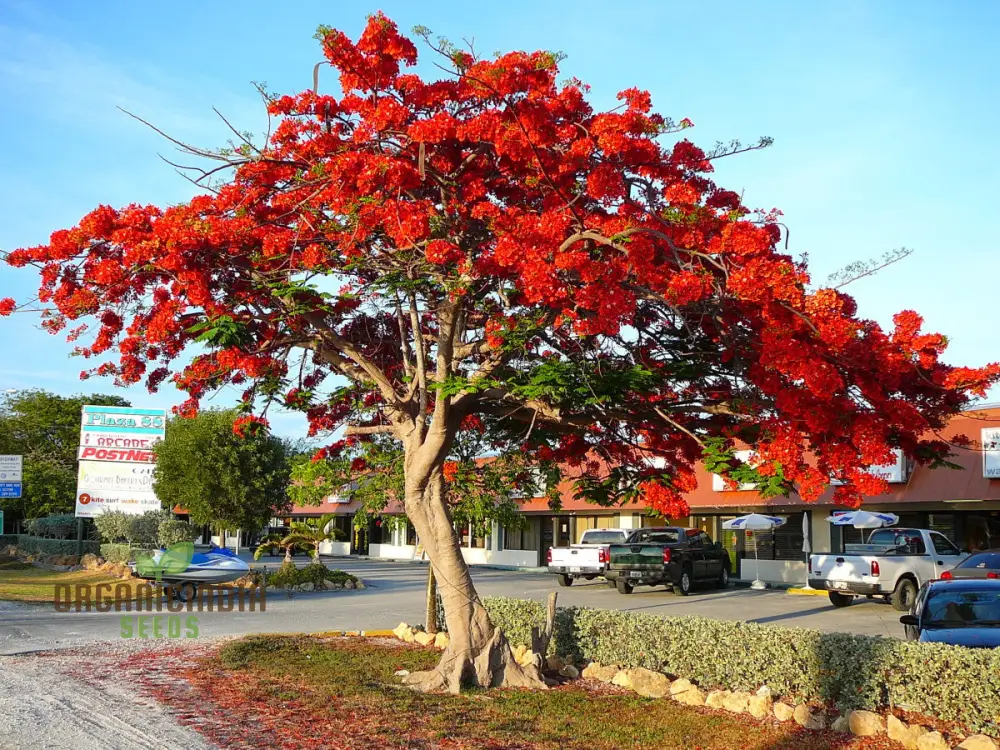 Butea Monosperma Seeds – Flame of the Forest Tree for Garden Planting