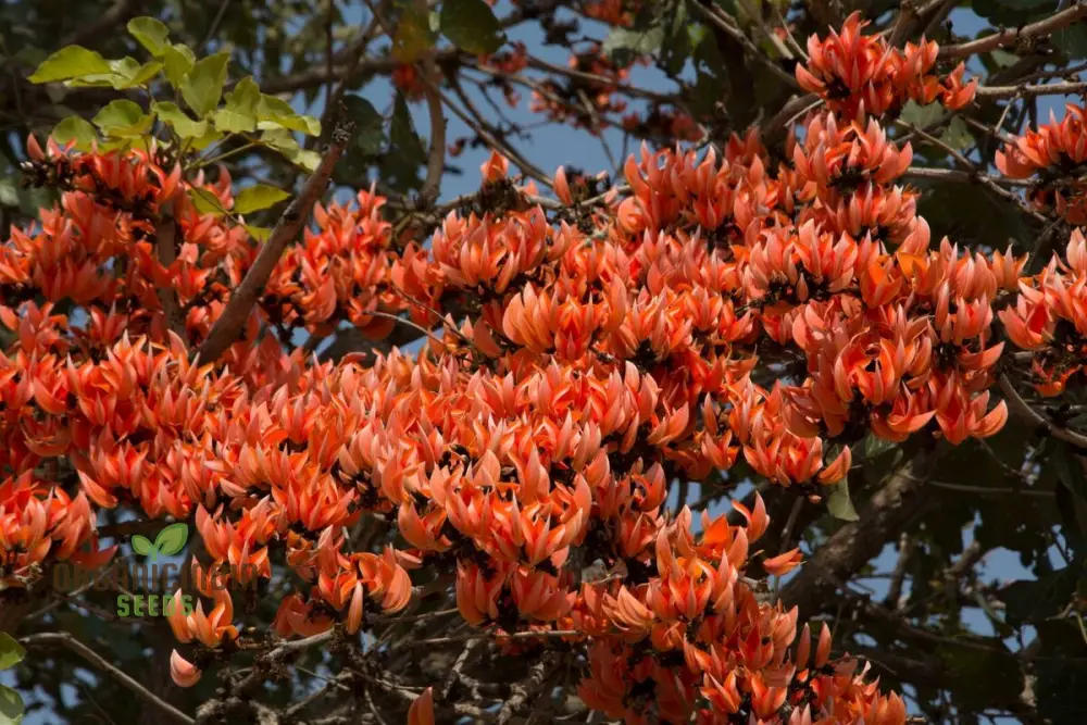 Butea Monosperma Seeds – Flame of the Forest Tree for Garden Planting - Image 4