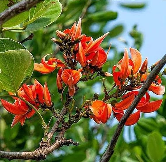 Butea Monosperma Seeds – Flame of the Forest Tree for Garden Planting - Image 8