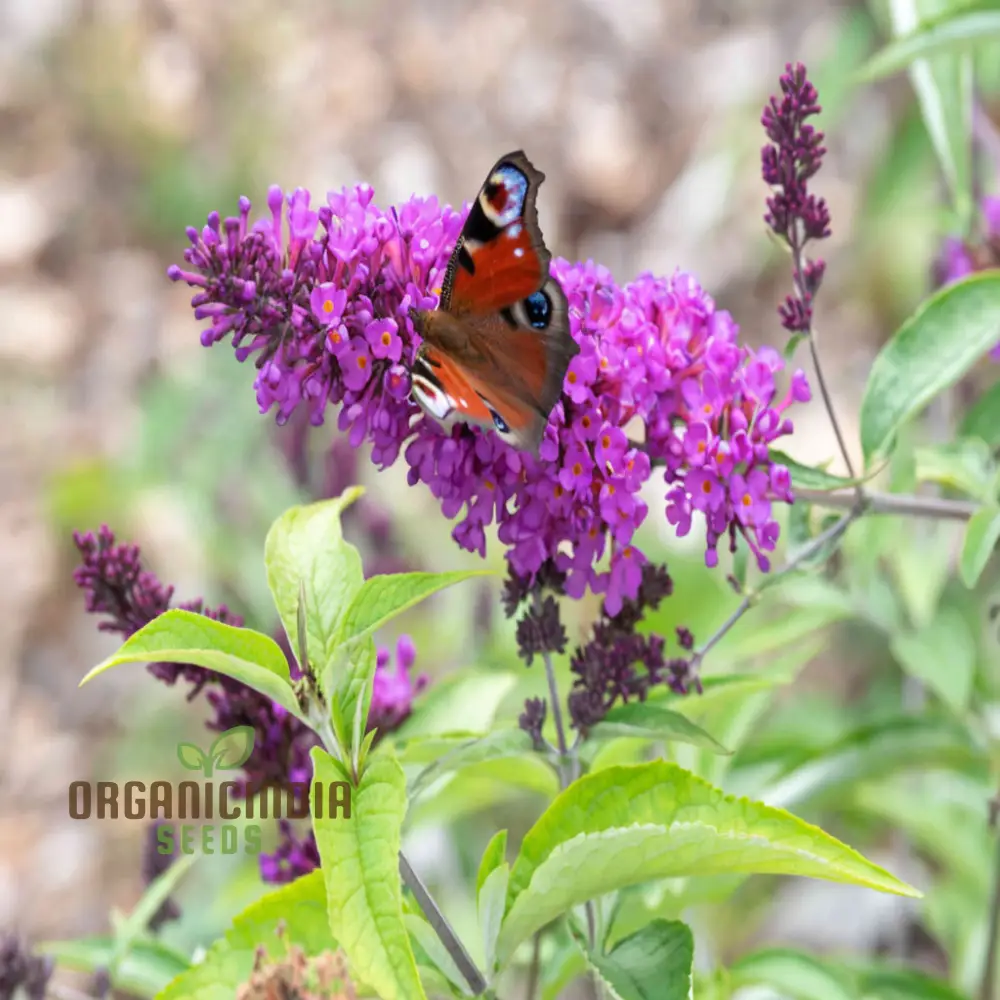 Butterfly Bush Mixed Seeds – Vibrant Blooms for Pollinator Gardens
