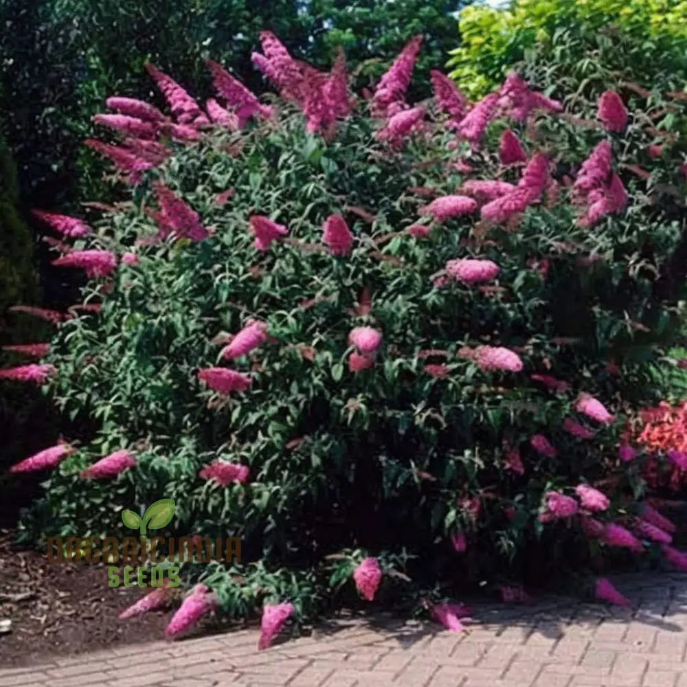 Butterfly Bush Mixed Seeds – Vibrant Blooms for Pollinator Gardens - Image 3
