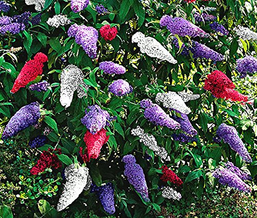 Butterfly Bush Mixed Seeds – Vibrant Blooms for Pollinator Gardens - Image 5