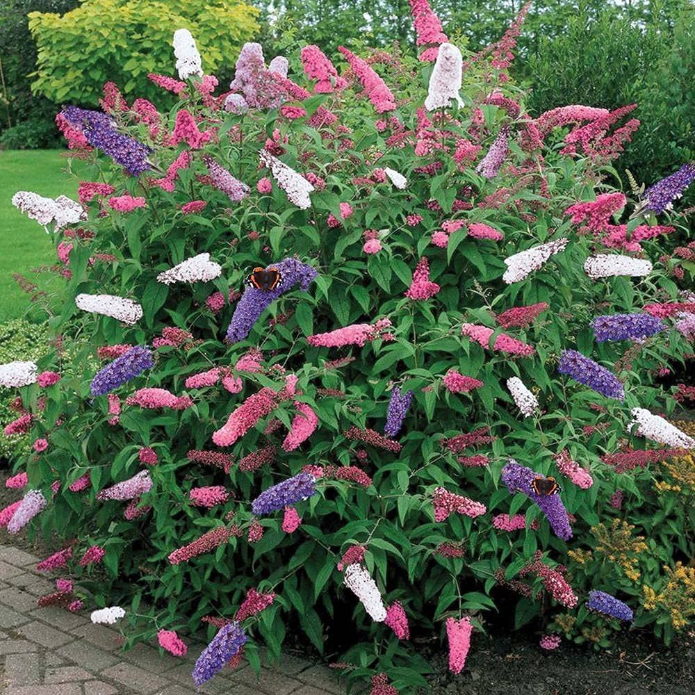 Butterfly Bush Mixed Seeds – Vibrant Blooms for Pollinator Gardens - Image 6