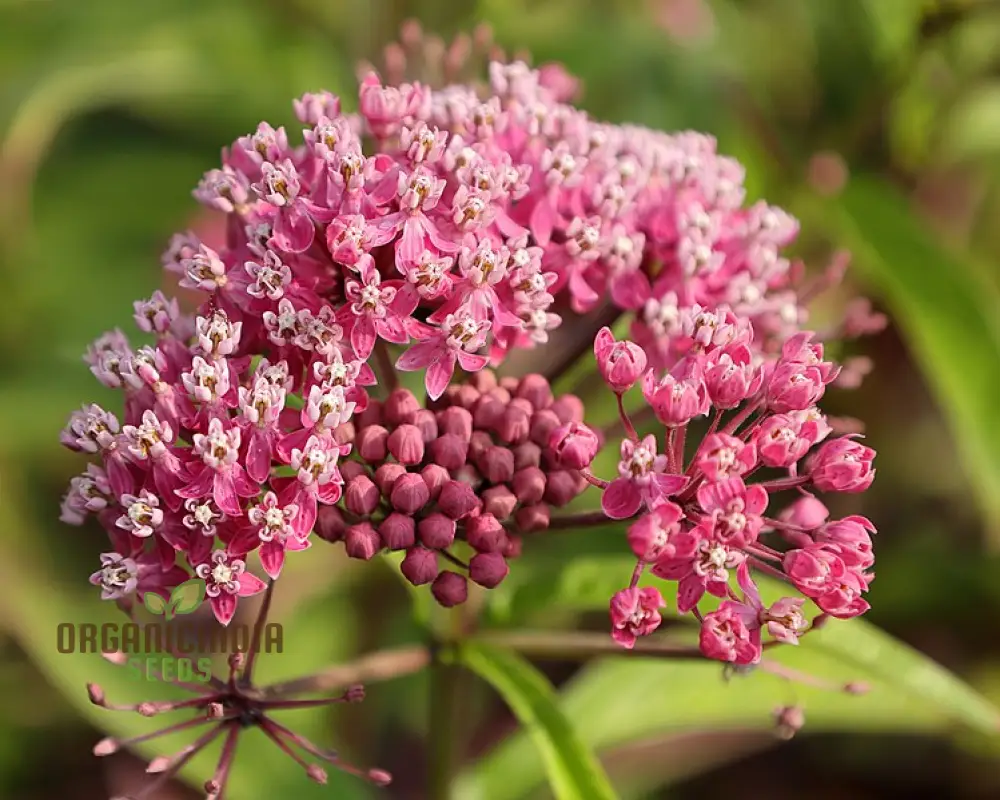 Red Asclepias Tuberosa Seeds For Planting