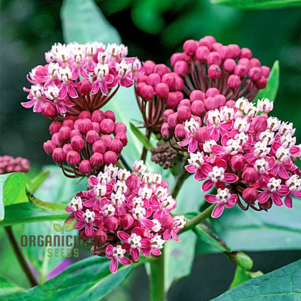 Red Asclepias Tuberosa Seeds For Planting - Image 3