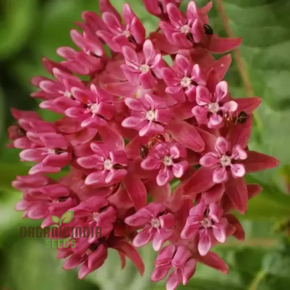 Red Asclepias Tuberosa Seeds For Planting - Image 4