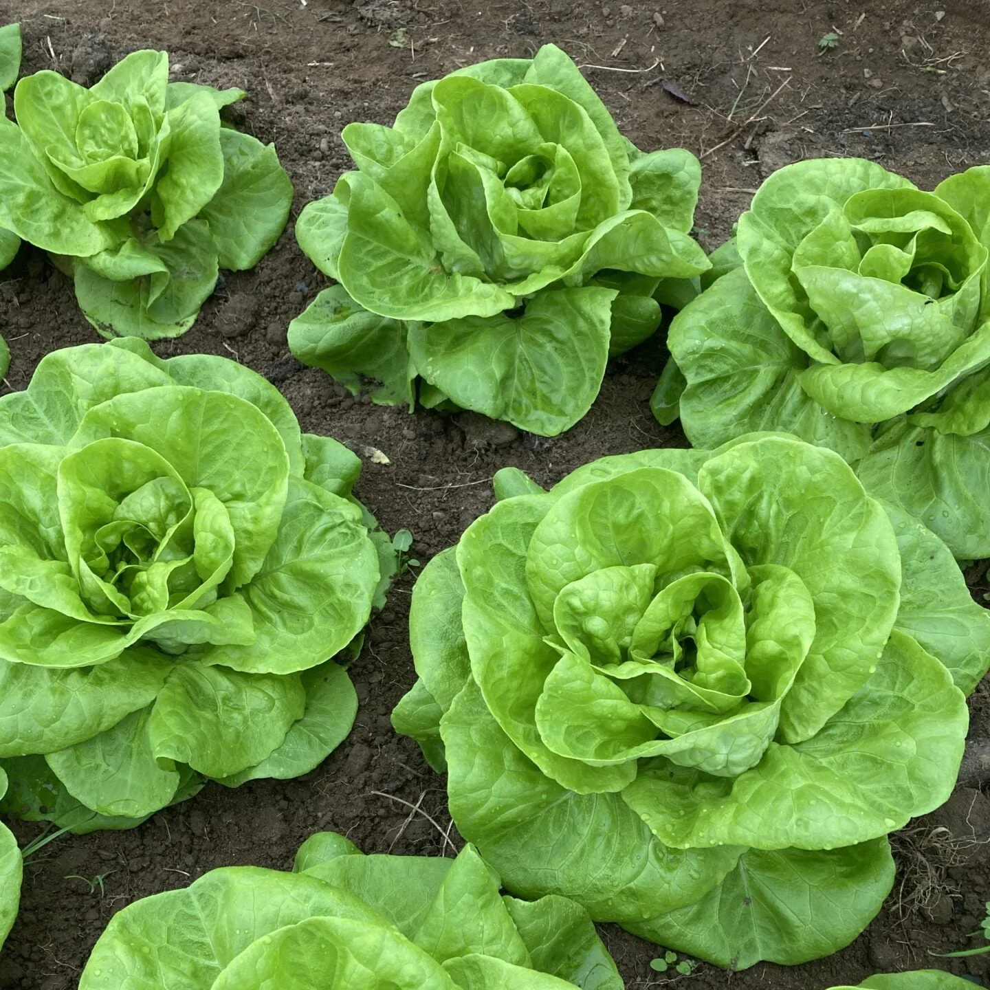 Butterhead Lettuce Seeds (Boston or Bibb Variety) – Fresh, Crisp, and Easy to Grow - Image 2