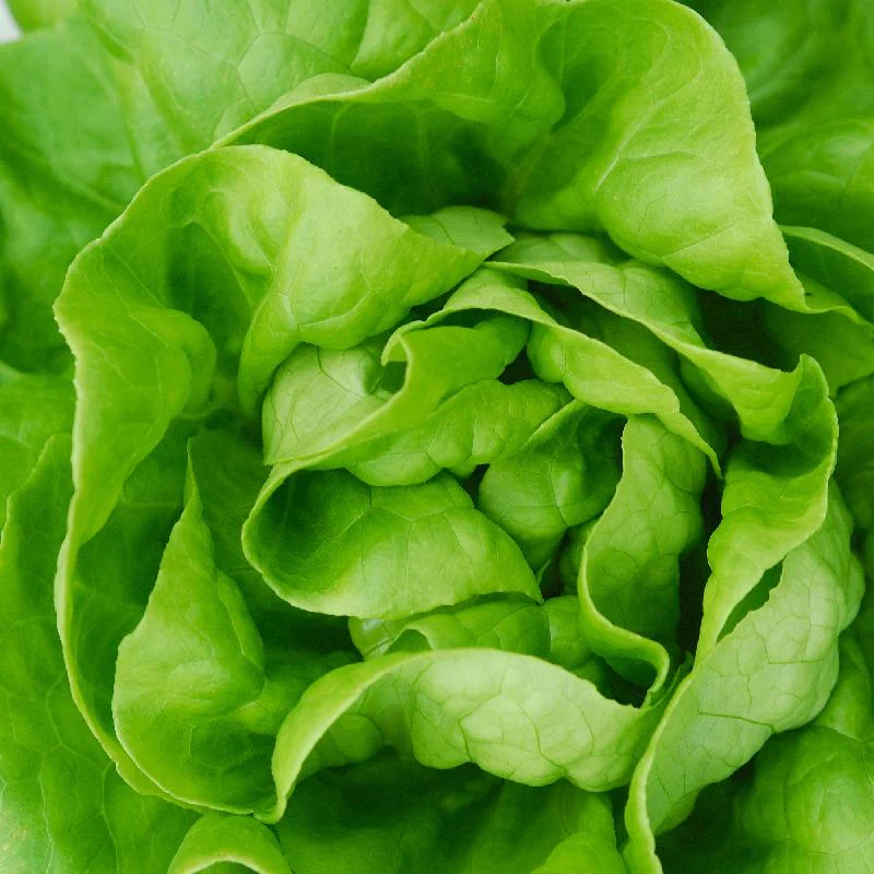 Butterhead Lettuce Seeds (Boston or Bibb Variety) – Fresh, Crisp, and Easy to Grow - Image 3
