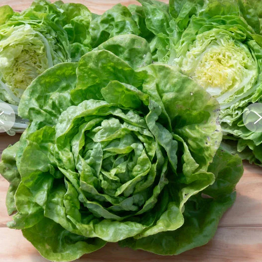 Butterhead Summer Crisp Lettuce Seeds – Heat-Tolerant, Sweet & Crunchy Greens
