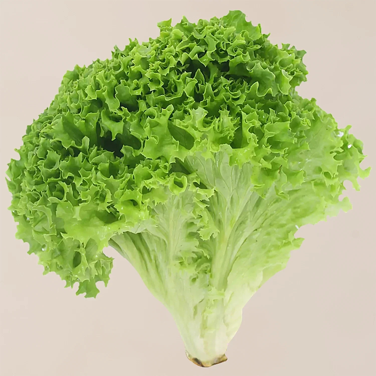 Butterhead Summer Crisp Lettuce Seeds – Heat-Tolerant, Sweet & Crunchy Greens - Image 2