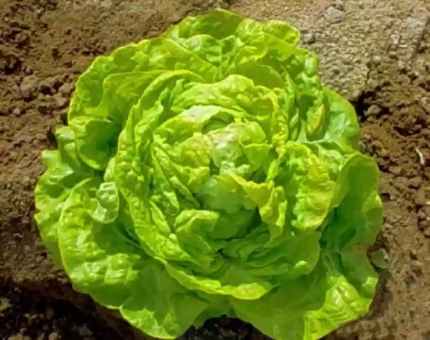 Butterhead White Lettuce Seeds – Heirloom, Crisp & Tender Lettuce for Your Garden - Image 2