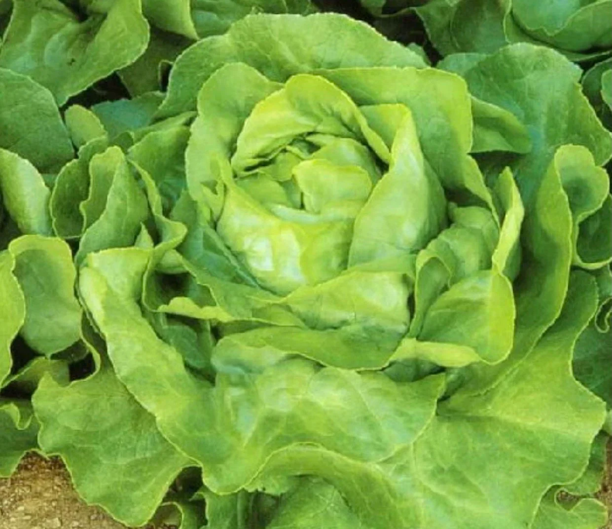 Butterhead White Lettuce Seeds – Heirloom, Crisp & Tender Lettuce for Your Garden - Image 3