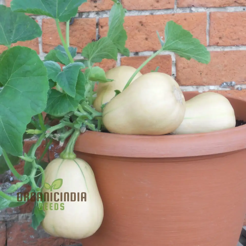 Butternut Squash Butterbush Seeds, Compact, High-Yield, Perfect for Small Gardens