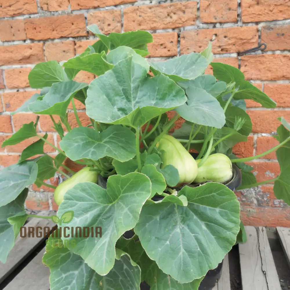 Butternut Squash Butterbush Seeds, Compact, High-Yield, Perfect for Small Gardens - Image 3