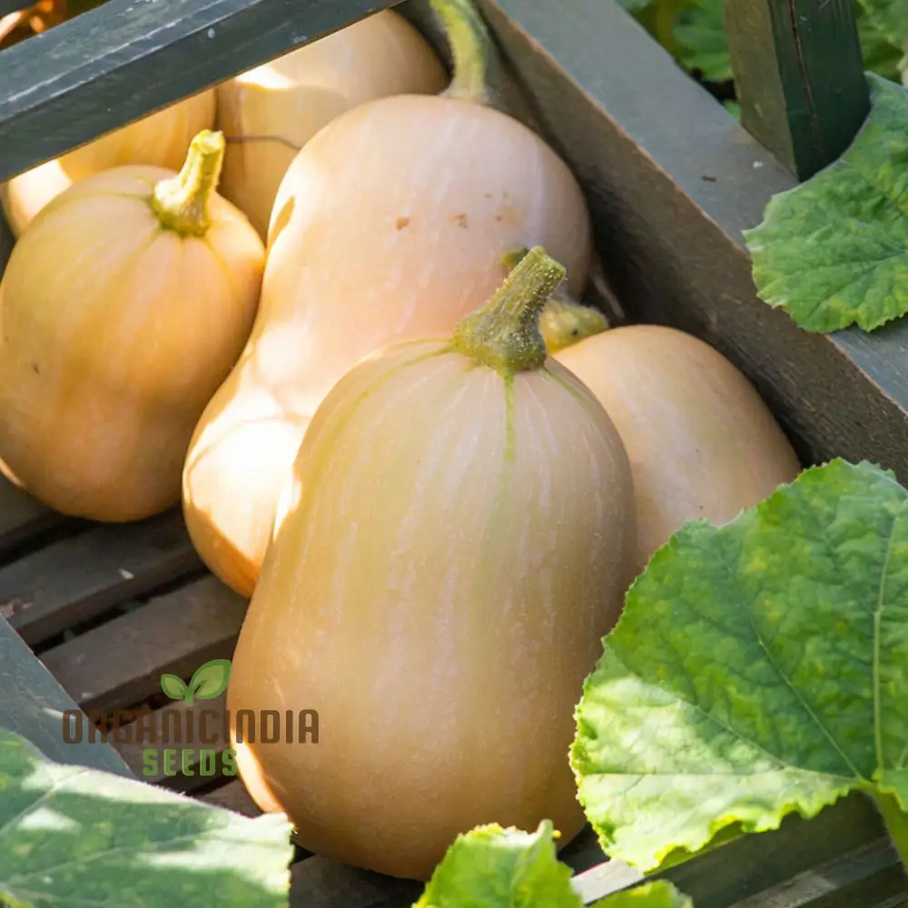 Butternut Squash Butterbush Seeds, Compact, High-Yield, Perfect for Small Gardens - Image 4