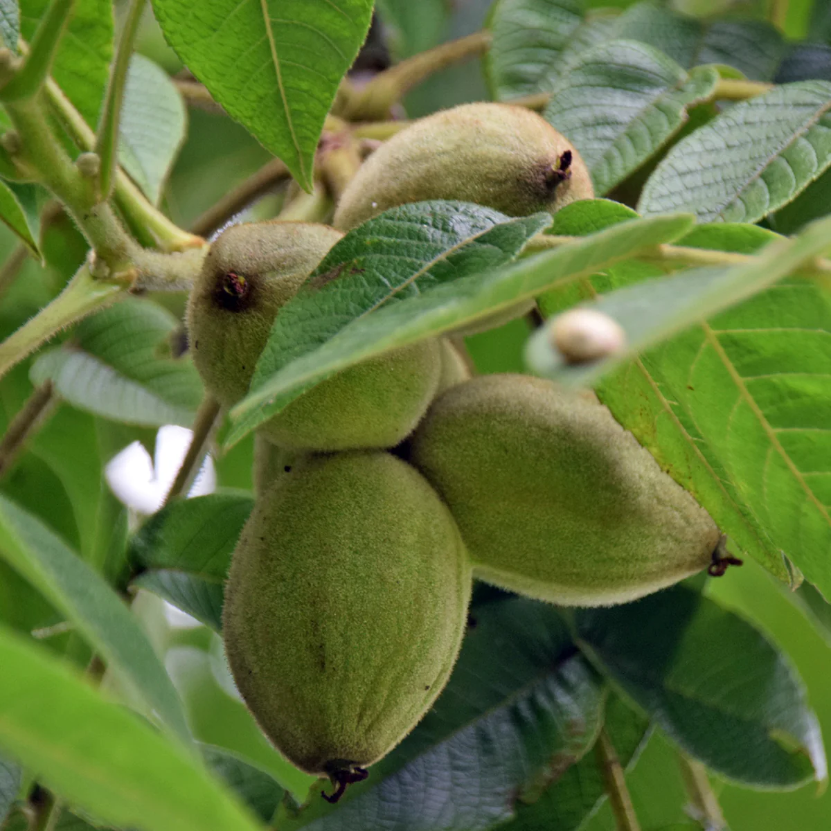 Butternut Tree (Juglans cinerea) – Seeds - Image 3