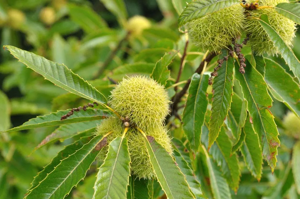 Butternut Tree (Juglans cinerea) – Seeds - Image 4