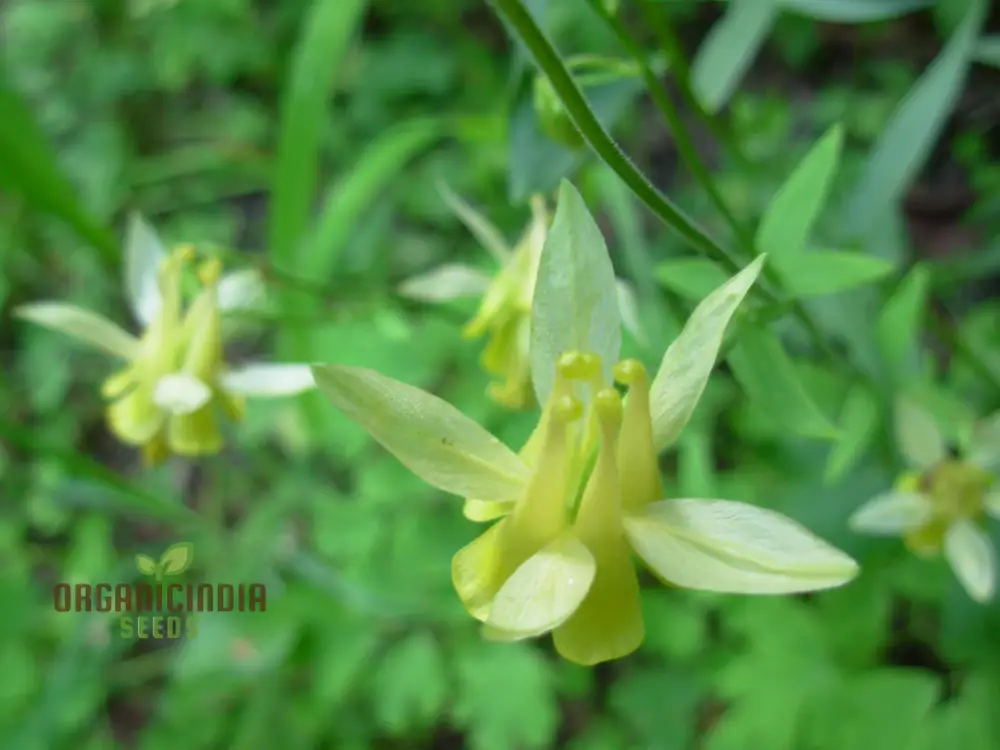 Aquilegia Flavescens Seeds – Rare Yellow Columbine Variety for Garden Landscaping - Image 2