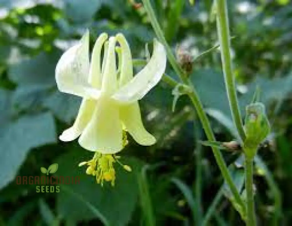 Aquilegia Flavescens Seeds – Rare Yellow Columbine Variety for Garden Landscaping - Image 4